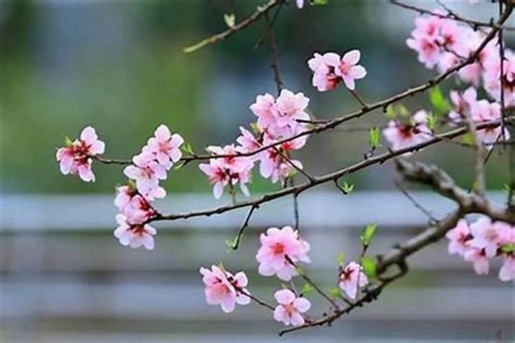 风水怎么断桃花 四正位布局斩断桃花？