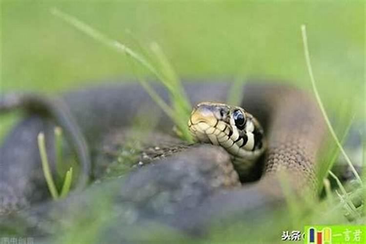 见到蛇有什么预兆