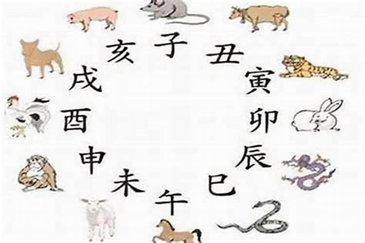 风水大师说猫来家好不