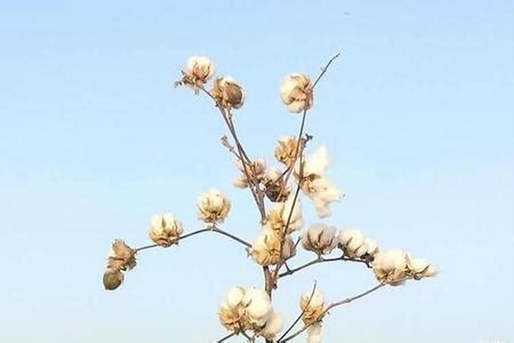 风水中墓地选址是东为尊还是西为尊