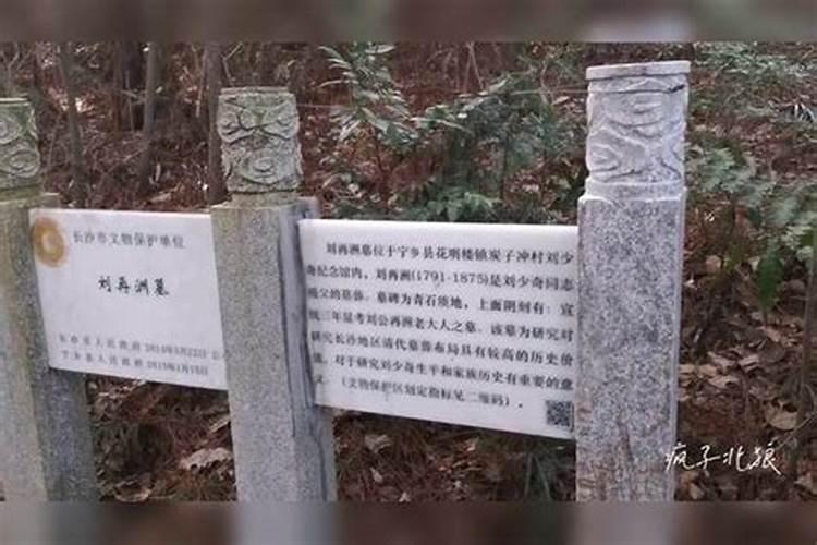 办公室墙角摆什么花