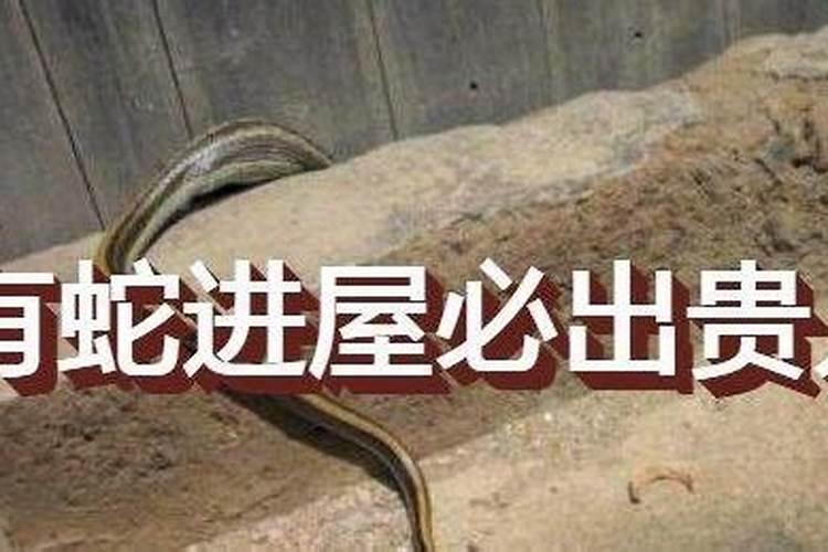 蛇进屋是凶还是吉 蛇进屋好不好呢