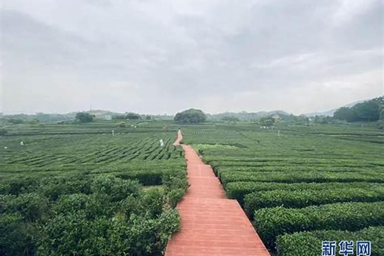 明珠禅寺有一位智悟师兄是谁