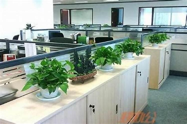 办公桌摆什么花招财