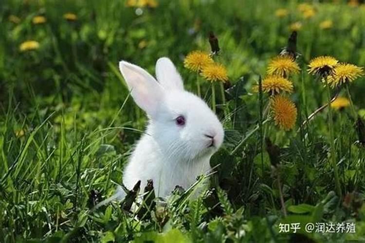 家里养兔子招财吗