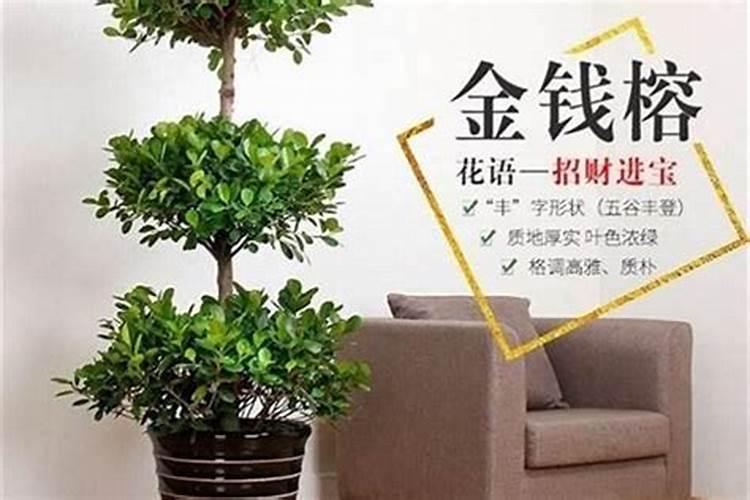 风水屋后种什么花最旺运