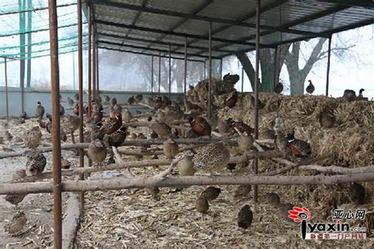 牛圈盖在正房前面比正房稍微挨一点从风水上来说好吗？