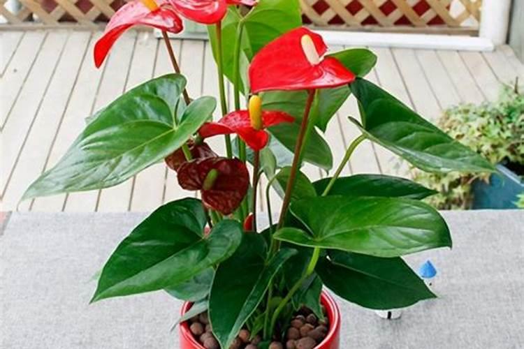 红掌风水摆放禁忌
