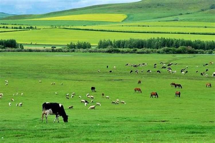 内蒙古呼和浩特地区,哪里有起名大师、算命大师、风水大师或看邪病癔病...