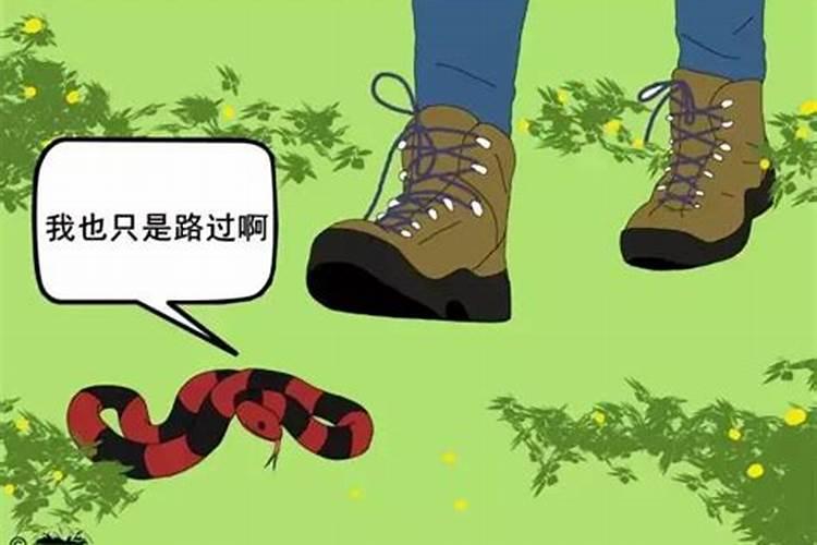 老屋没人住了两条巨大的蛇风水怎么样？
