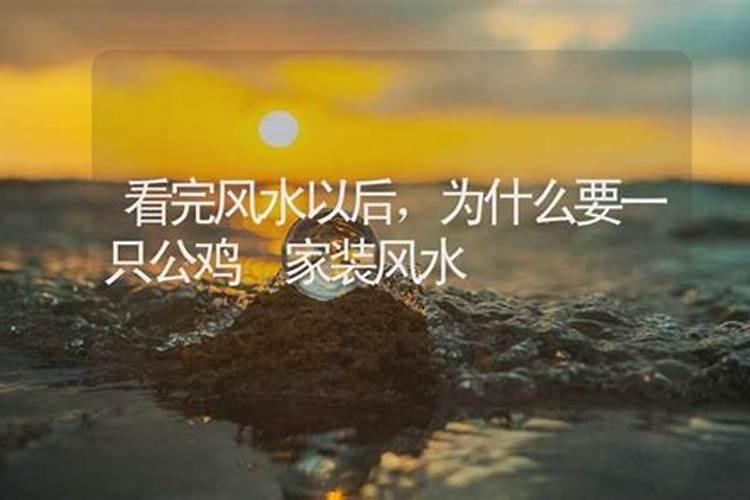看完风水以后,为什么要一只公鸡