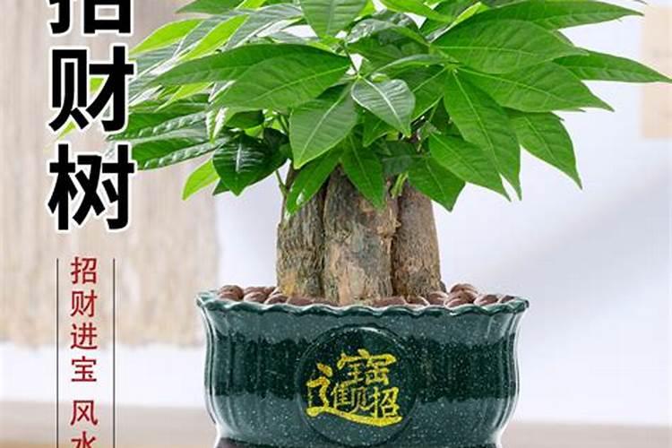 八宅法财位招财树如何摆放