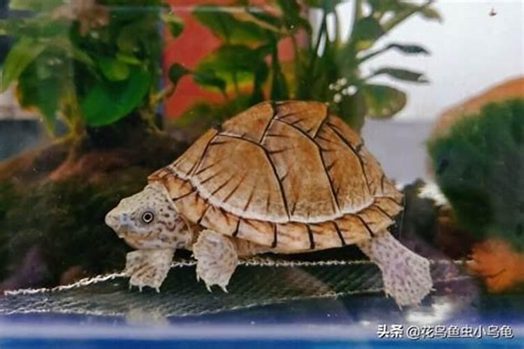 家庭养什么龟最旺风水龟
