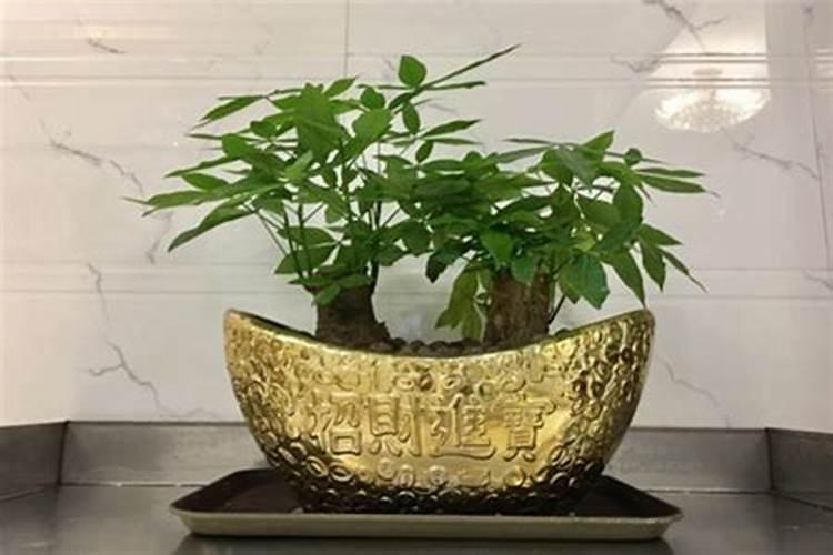 什么植物最旺自己财运
