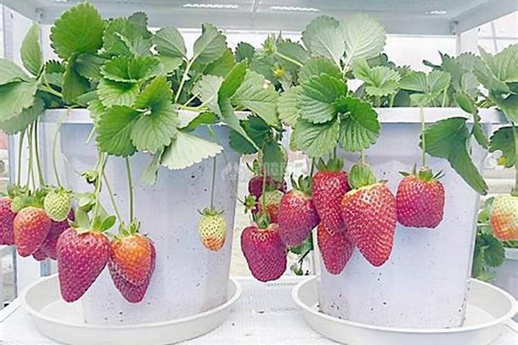 家里种植蓝莓对风水有影响吗？