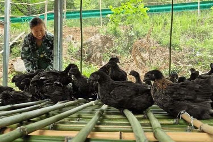 从风水上来说:房前屋后适宜栽什么树？