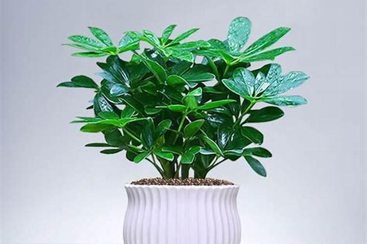 花盆种什么花最旺风水