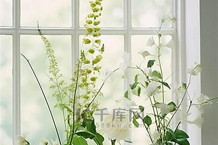 财位旁窗户放什么植物