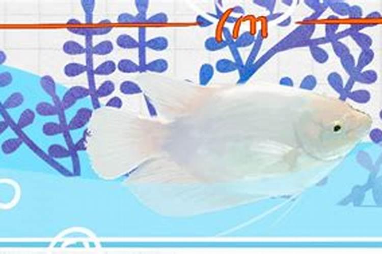 金鱼是风水鱼吗 什么颜色的金鱼招财