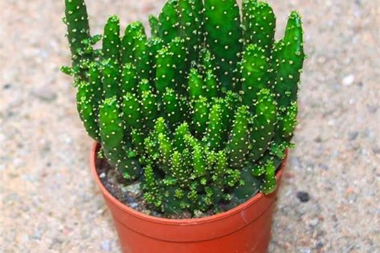 多肉招财手植物怎么养