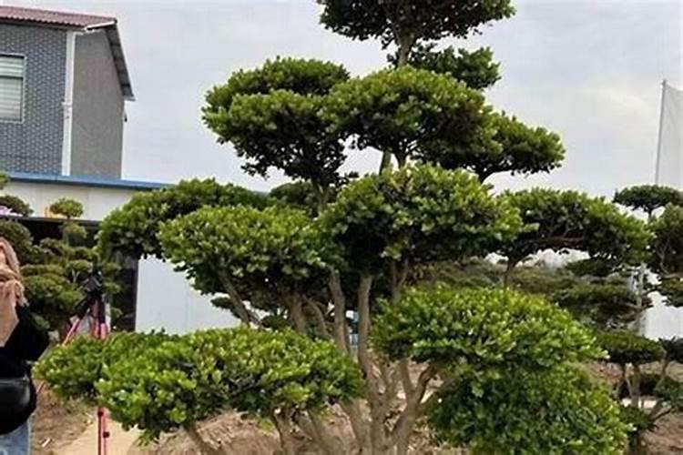 大门正对窗户,现在想在大门处加一个屏风,请问屏风需要把大门全部挡住...