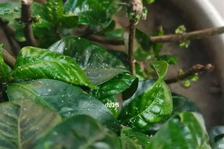 楼顶种什么树风水好