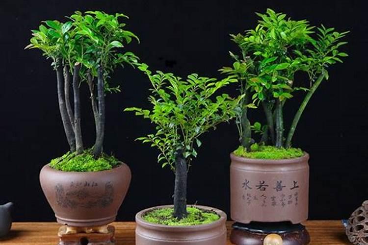 家里养什么盆景最旺运风水
