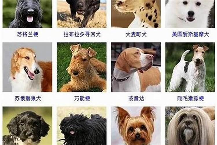 给主人带来好运的猫咪名字 招财不俗气的有哪些