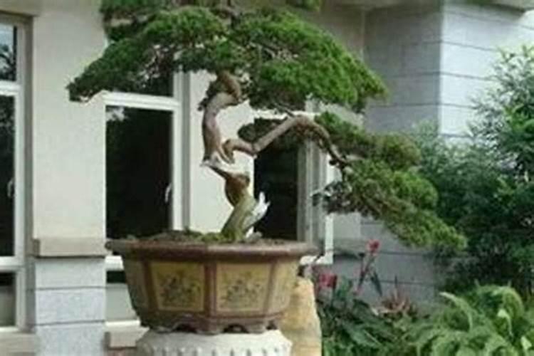 大门外种什么树最旺风水财富？