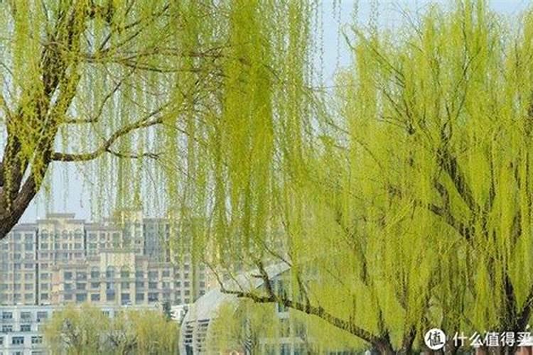 关于风水住宅东有柳树林或者电线杆好吗？求告知
