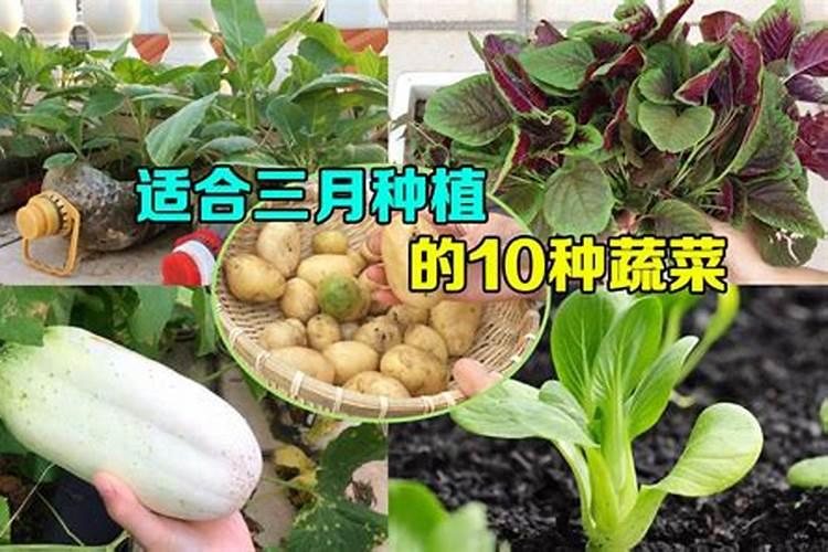 老话说“五树进宅,人穷家败”,为何有这种说法？
