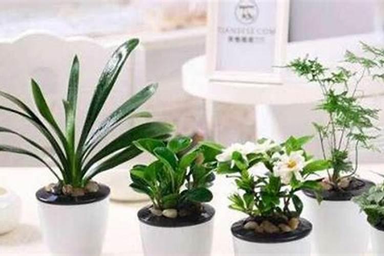 家居中摆设什么盆栽风水好呢