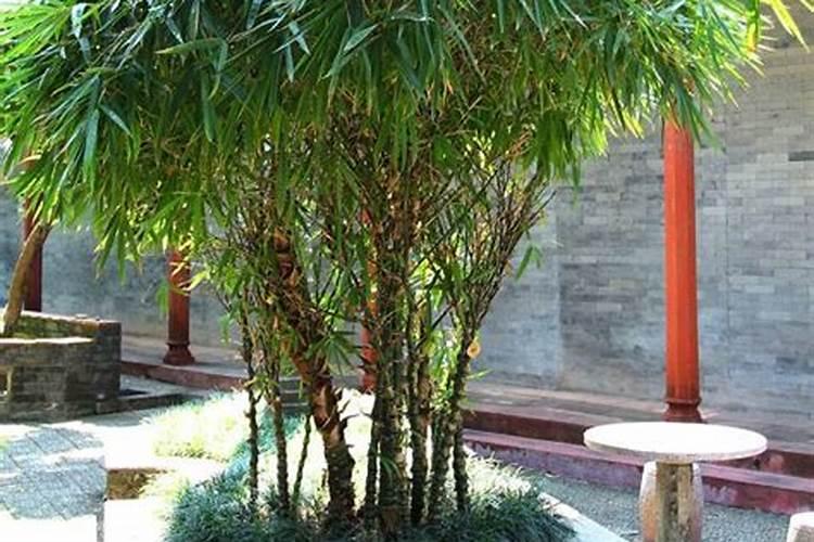 住宅庭院种竹子绿植风水好不好？