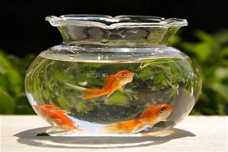 家里养金鱼与风水的关系