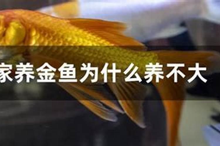 养金鱼需要注意风水吗