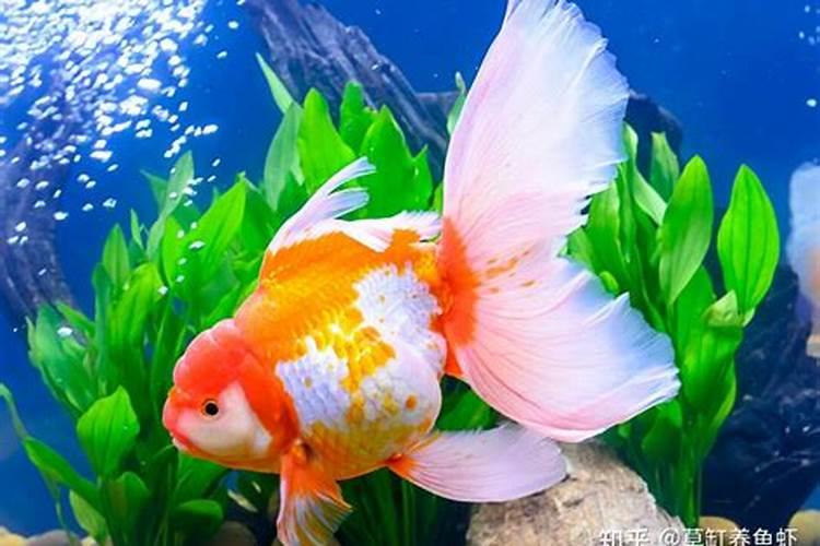客厅养金鱼的风水