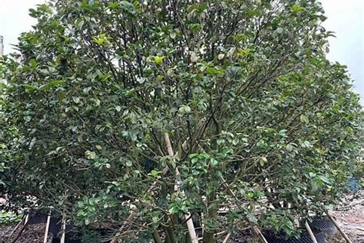 广西罗城自驾游路线推荐 广西罗城自驾游