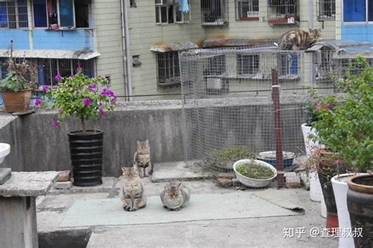 养猫对风水好吗