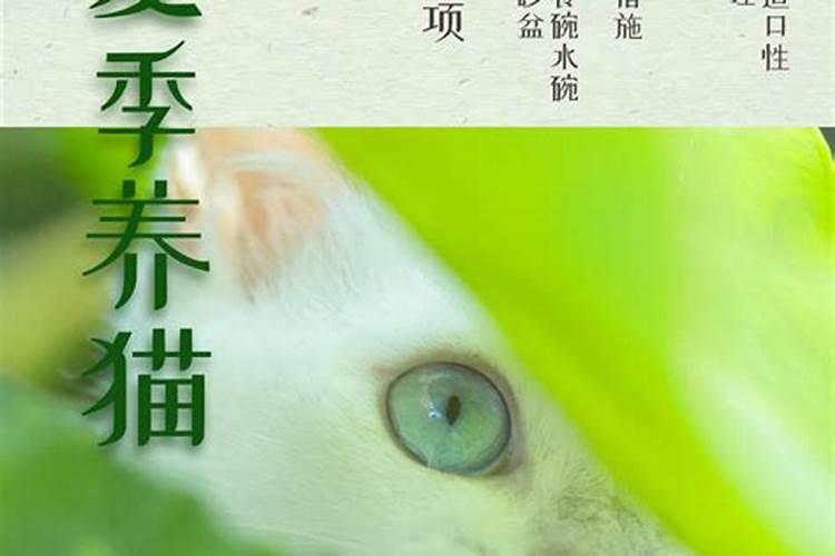 养猫聚财还是破财？