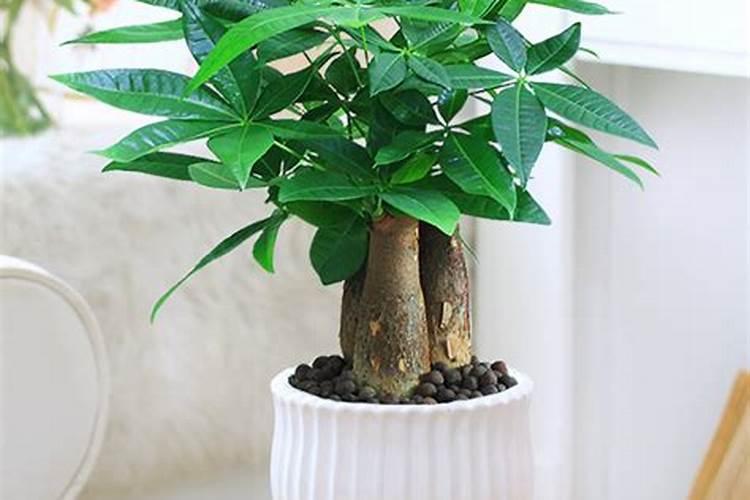 招财树适合放在哪里