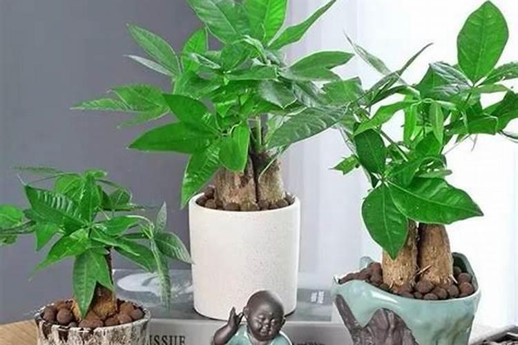 招财树风水