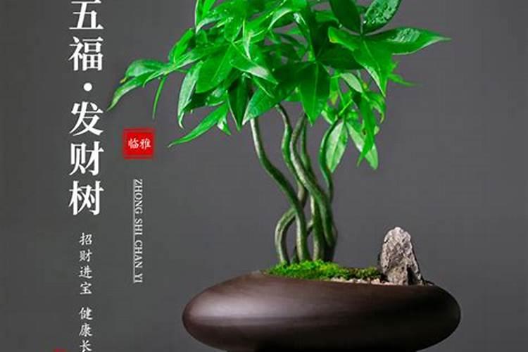 招财树放办公室哪里办公室招财植物摆放在哪里最好