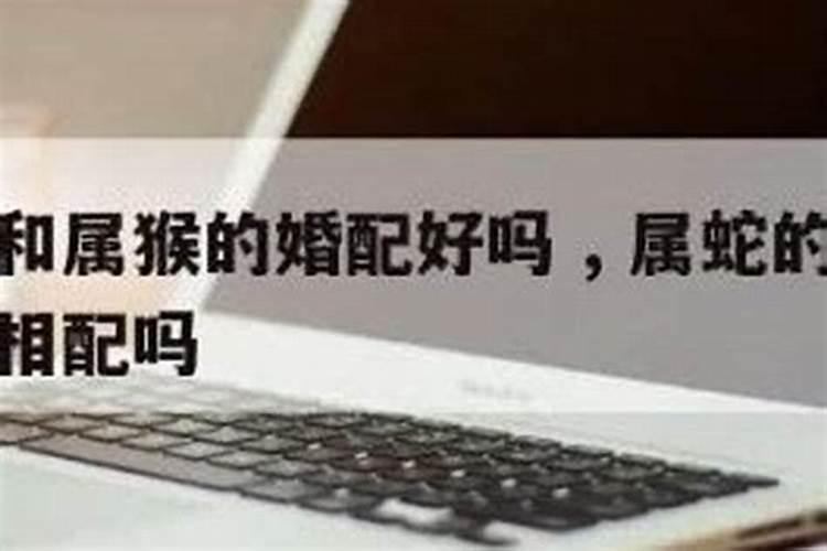 属猪的人买什么最旺财