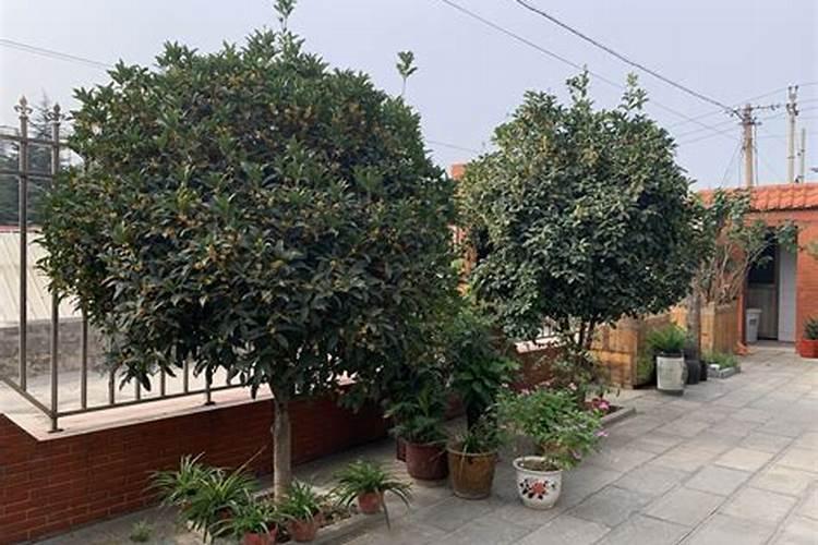 院子里种桂花树按风水上说好不好？