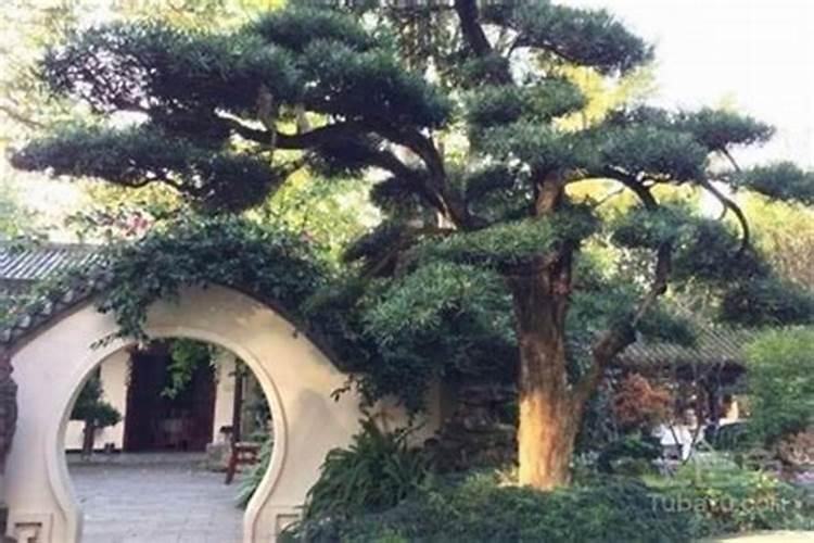 院里修花池在风水上有什么讲究