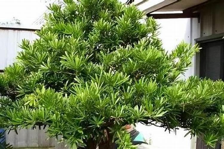 罗汉松适合放办公室吗