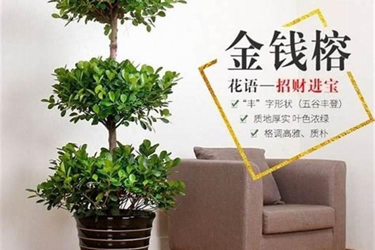 适合家庭风水的植物 哪些植物可以招财