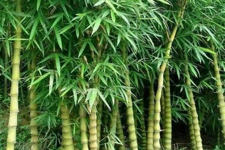 家里养竹柏吉利吗？