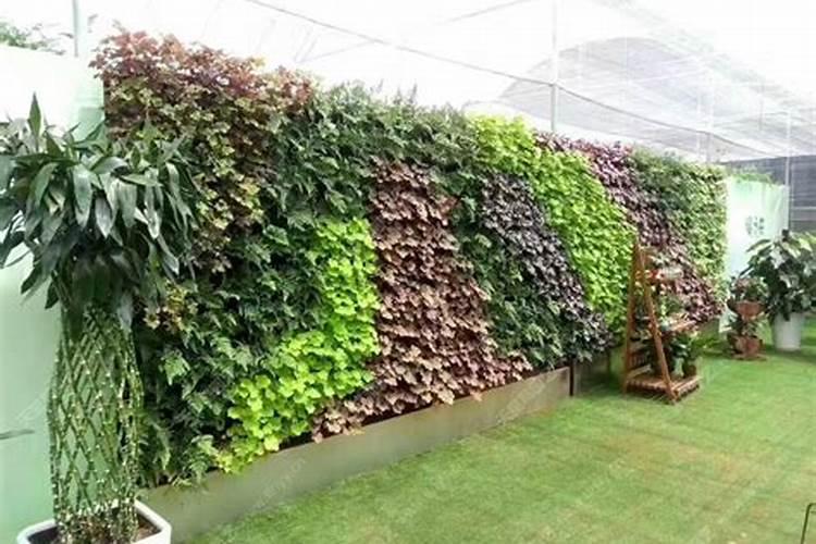 东边适合种什么植物