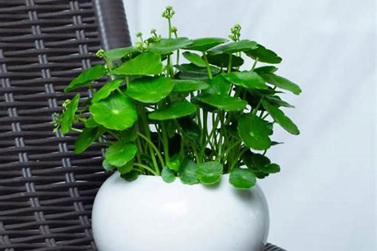 风水眉毛有什么说法